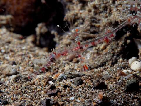 Image of Ornate ghost pipefish