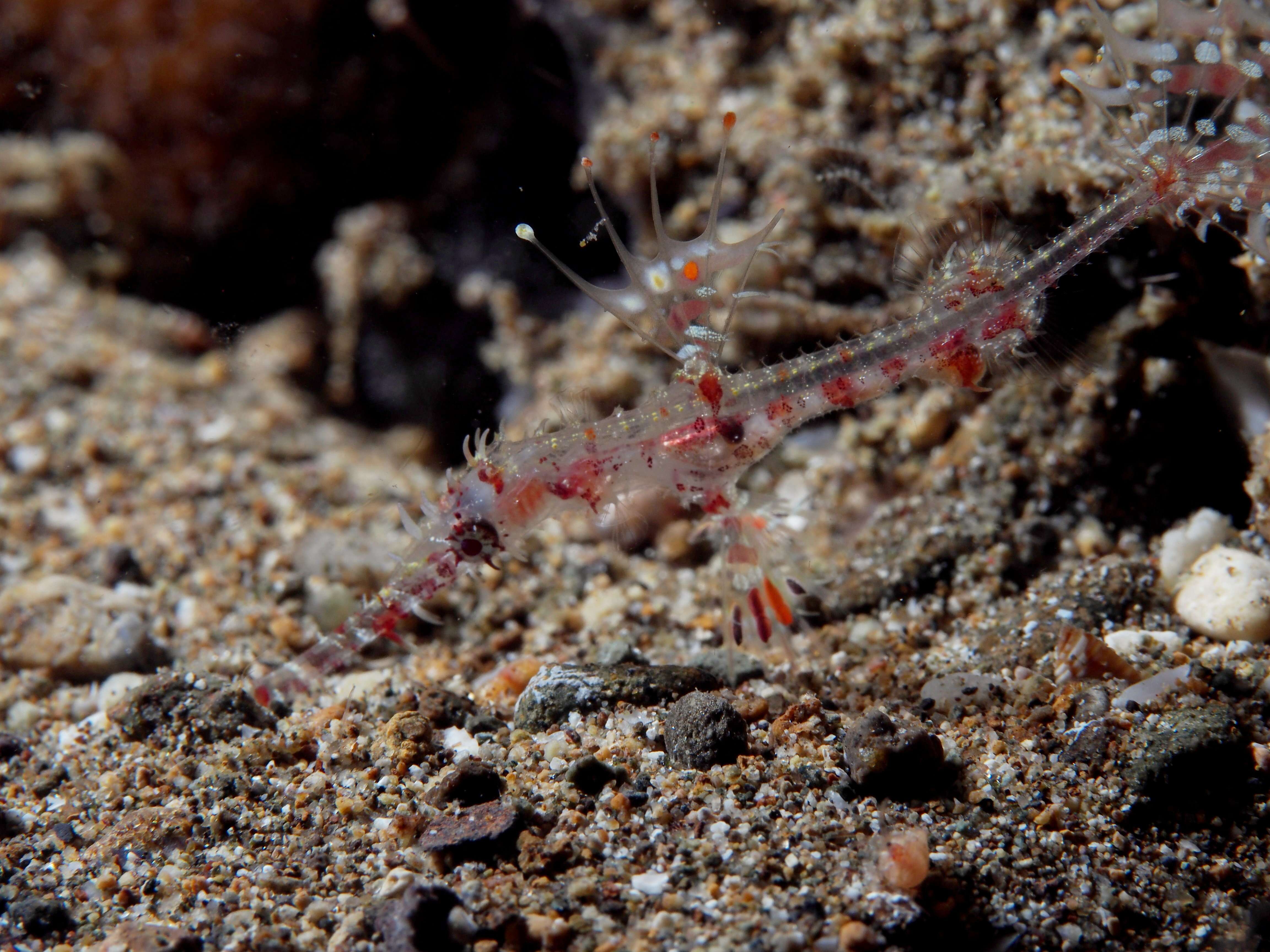 Image of Ornate ghost pipefish