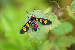 Image of Painted Handmaiden Moth