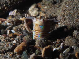 Image of Aphrodite worm
