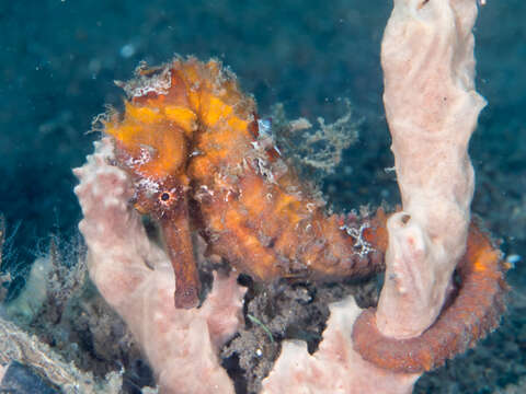 Image of Common seahorse