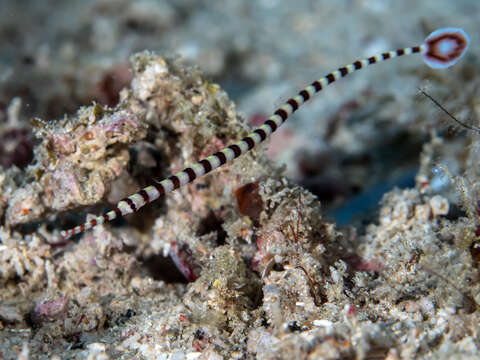 Image of banded pipefish