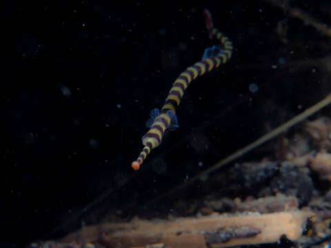 Image of banded pipefish