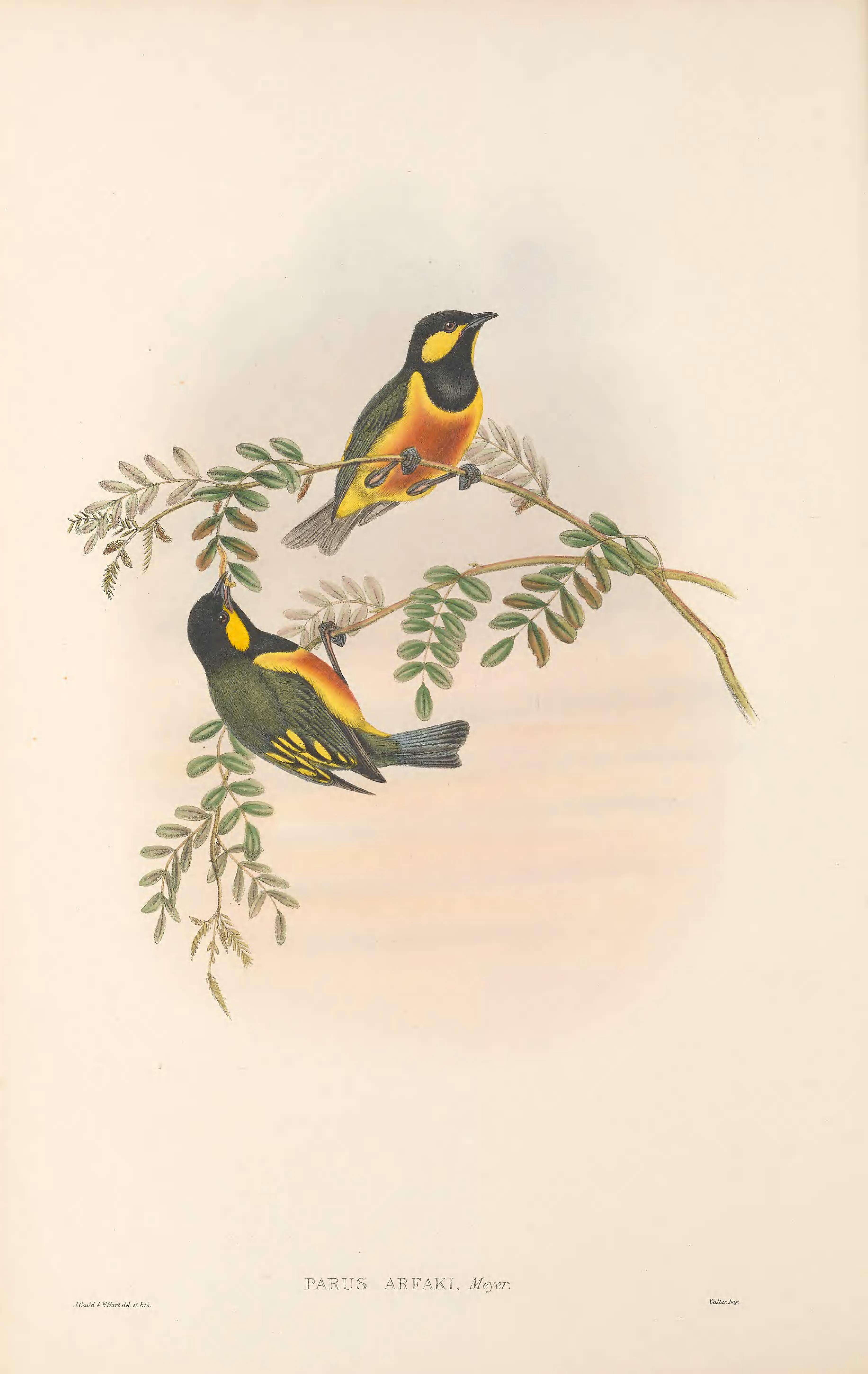 Image of Oreocharis Salvadori 1876