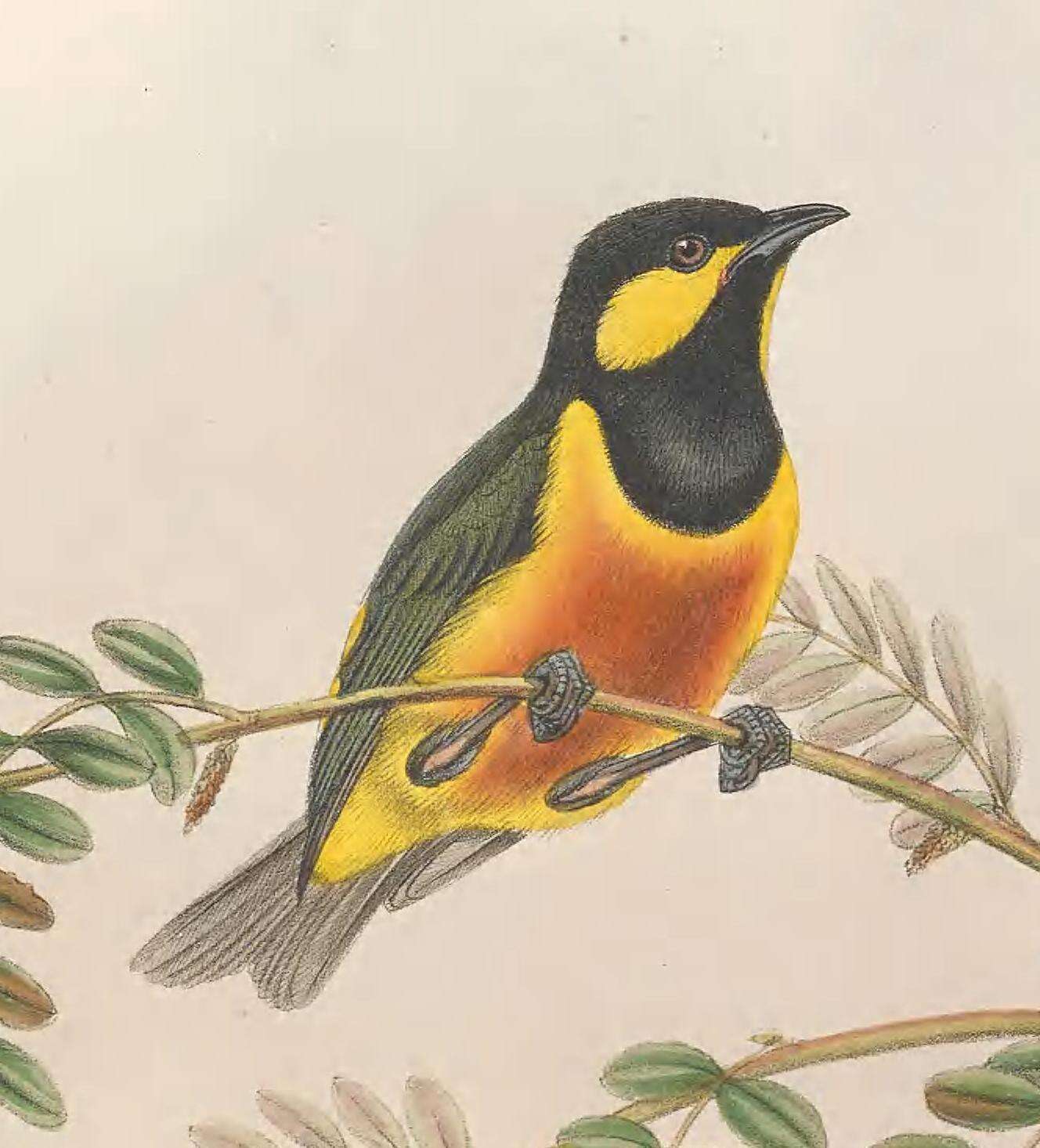 Image of Oreocharis Salvadori 1876