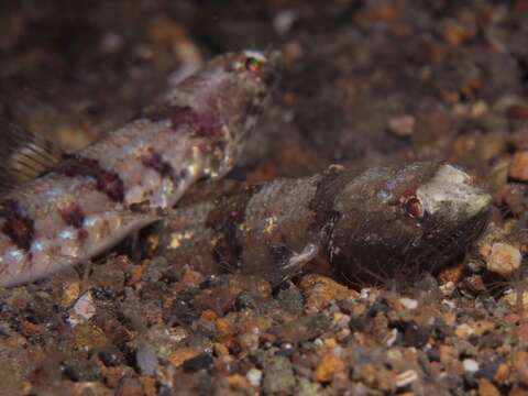 Image of Variegated lizardfish