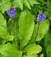 Image of Wulfenia