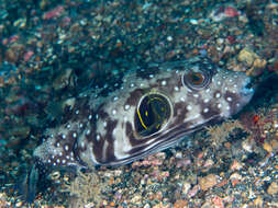 Image of Broadbarred Toadfish