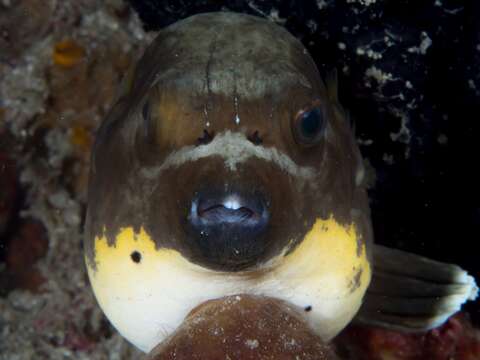 Image of Black Spotted Blow Fish