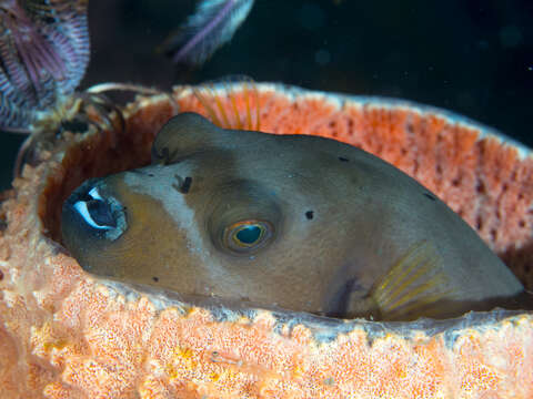 Image of Black Spotted Blow Fish