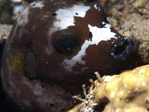 Image of Black Spotted Blow Fish