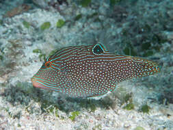 Image of False-eyed Pufferfish