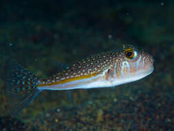 Image of Yellow-stripe Toadfish