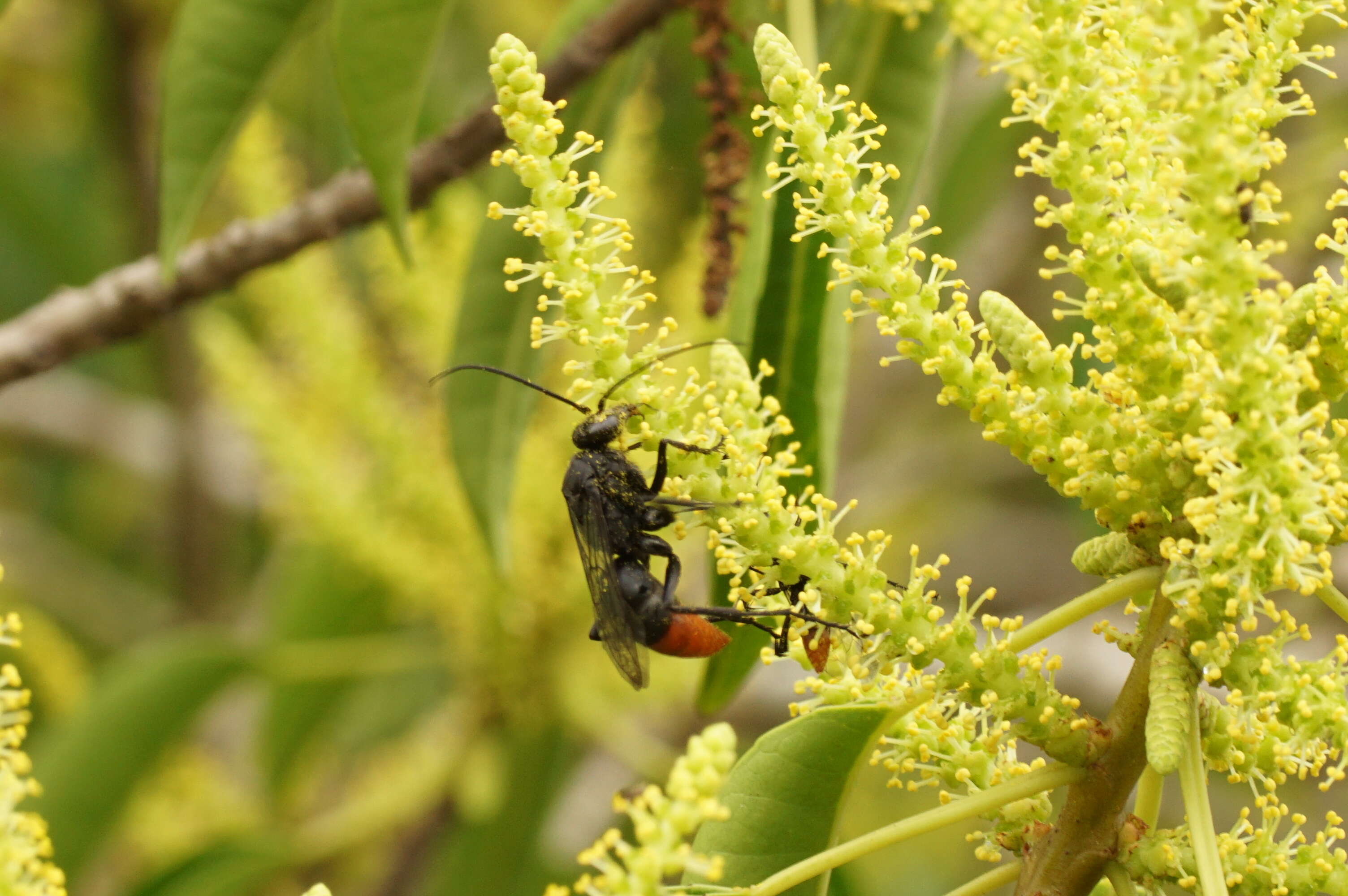 Sivun Excoecaria agallocha L. kuva