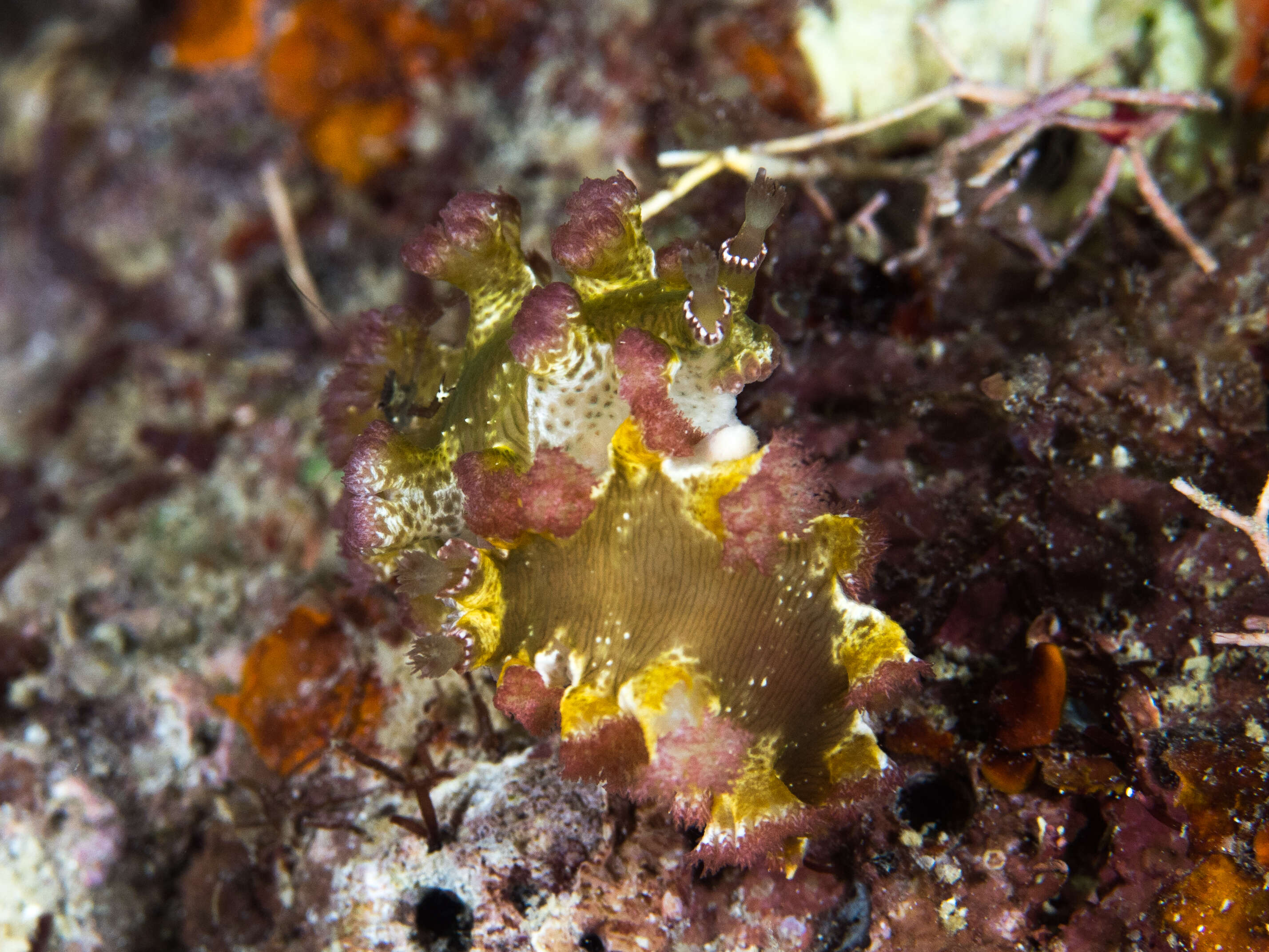 Image of mosaic slug