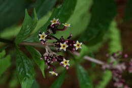 Imagem de Chassalia curviflora (Wall.) Thwaites