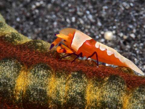 Image of Periclimenes imperator