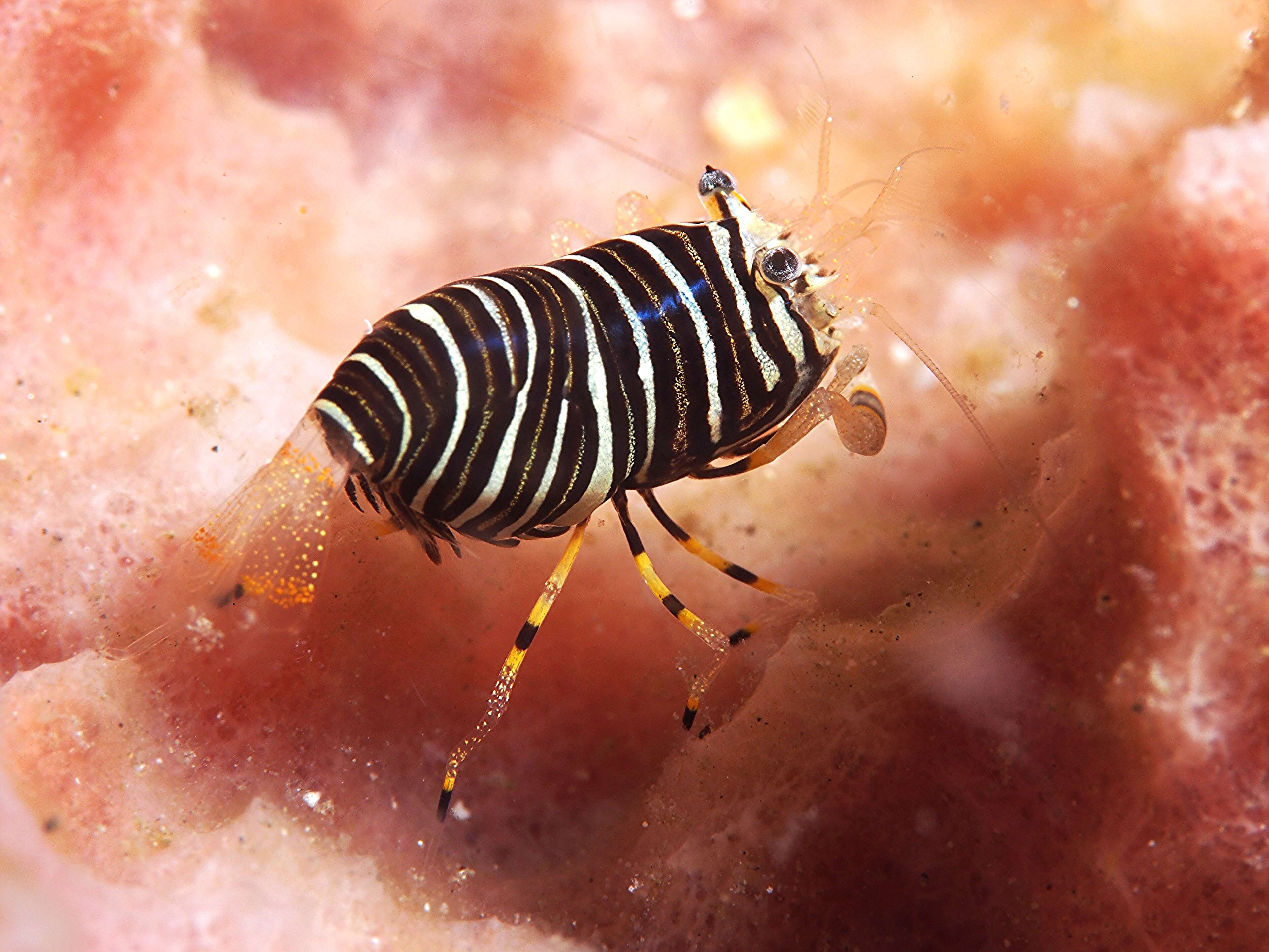 Image of Striped bumblebee shrimp