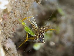 Image of jelly cleaner shrimp