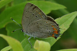 Image of Acadian Hairstreak