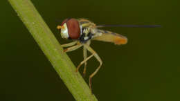 Image of Syrphid fly