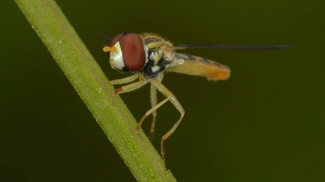 Image of Syrphid fly