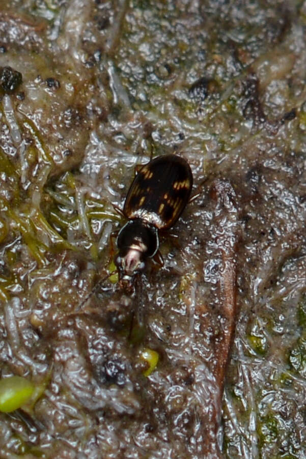 Plancia ëd Bembidion