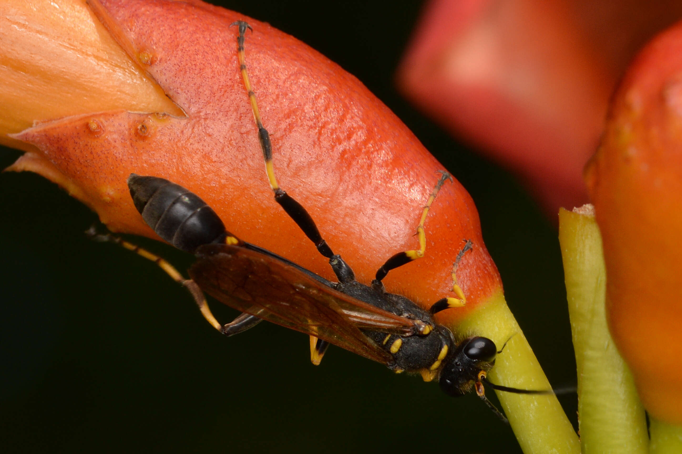 Image of mud daubers