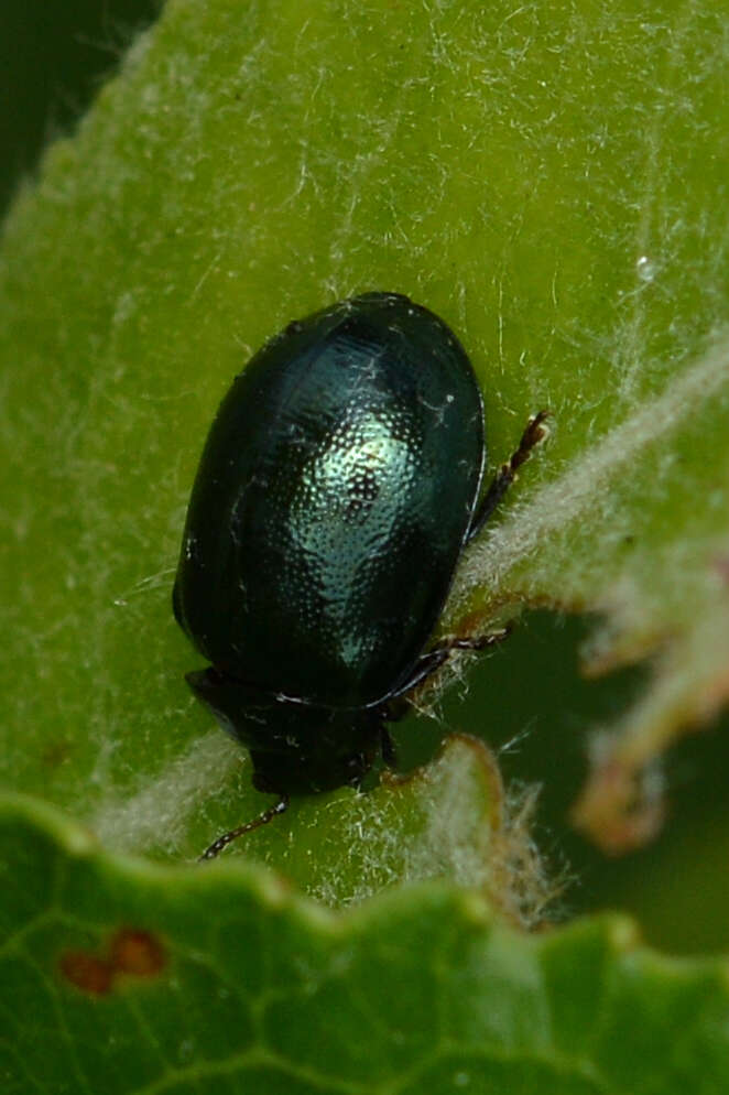 Image of willow leaf beetle