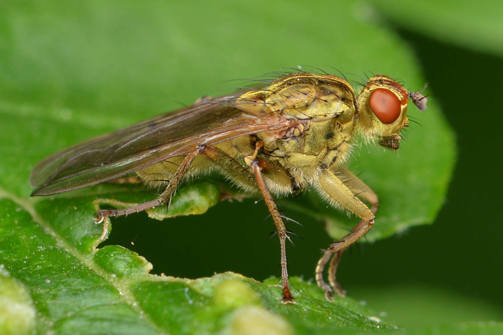 Image of Scathophaga stercoraria (Linnaeus 1758)