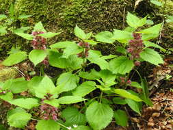 Image of Lamium orvala L.