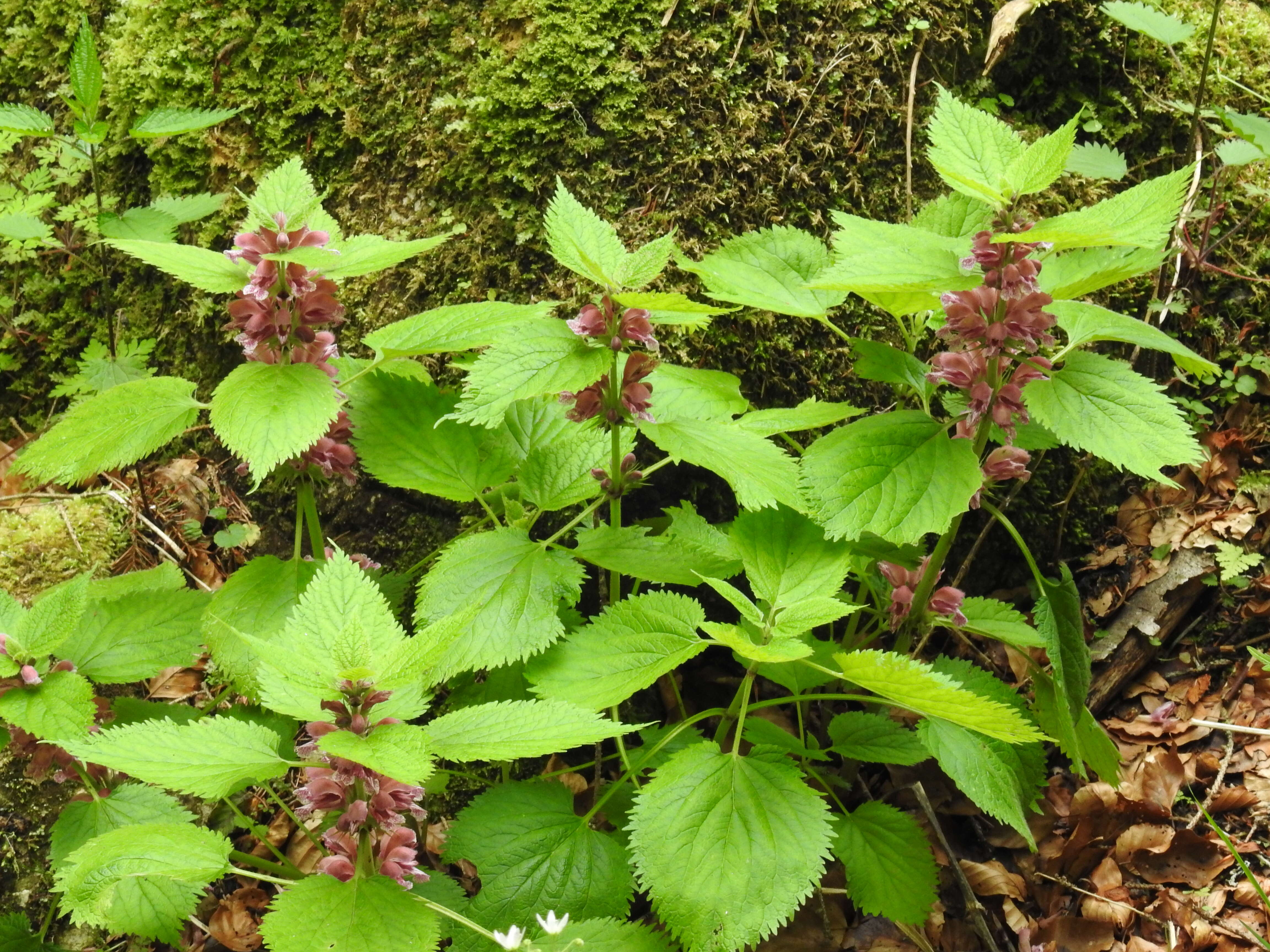 Image of Lamium orvala L.