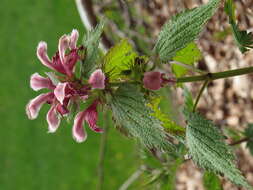 Image of Lamium orvala L.