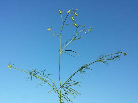 Image of forking larkspur