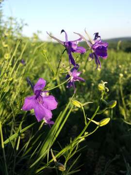 Image of forking larkspur