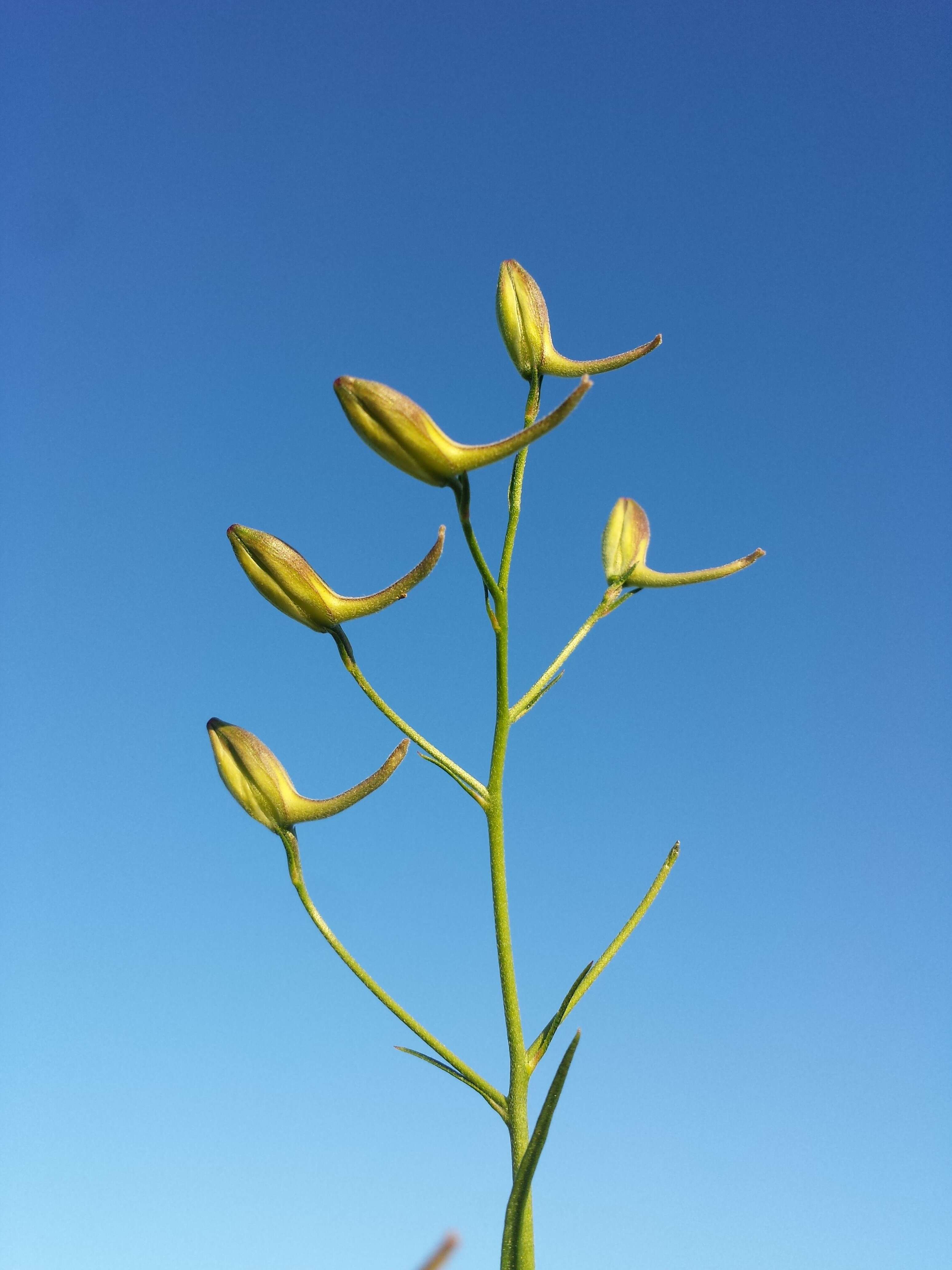 田野飞燕草的圖片