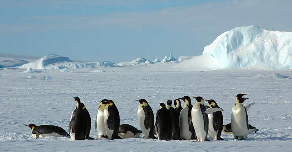 Image of Emperor Penguin