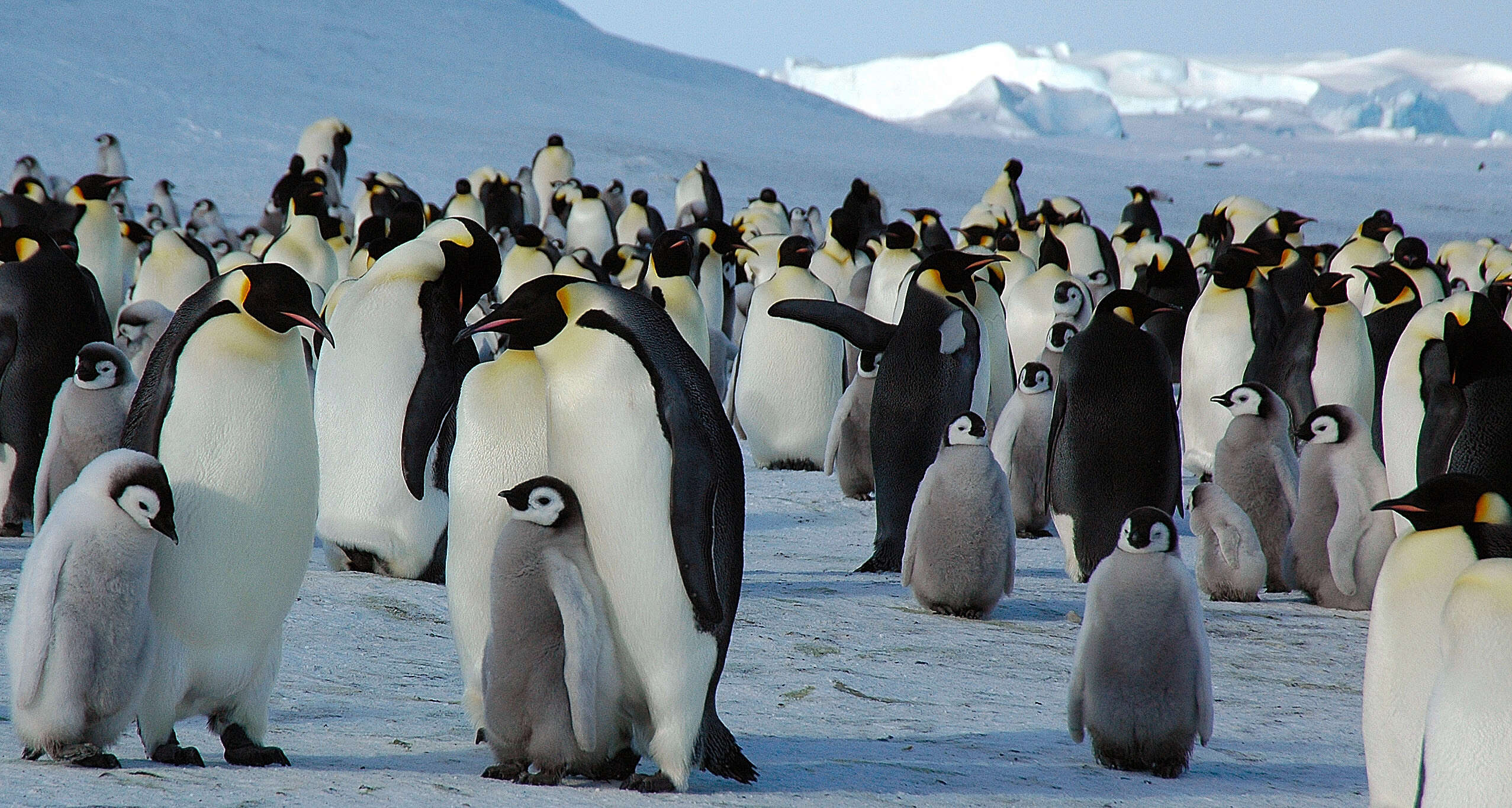 Image of Emperor Penguin