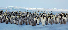 Image of Emperor Penguin