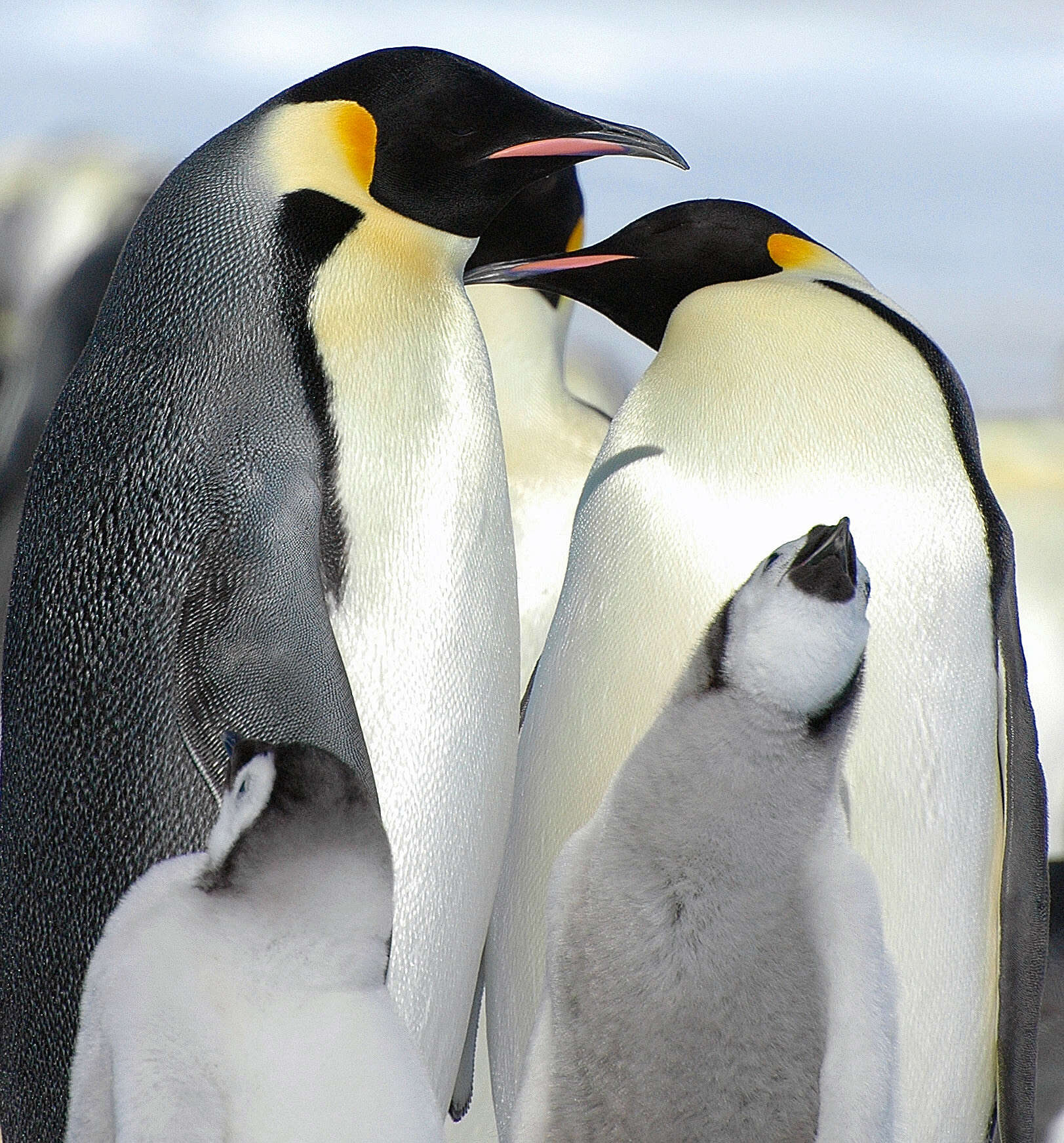 Image of Emperor Penguin