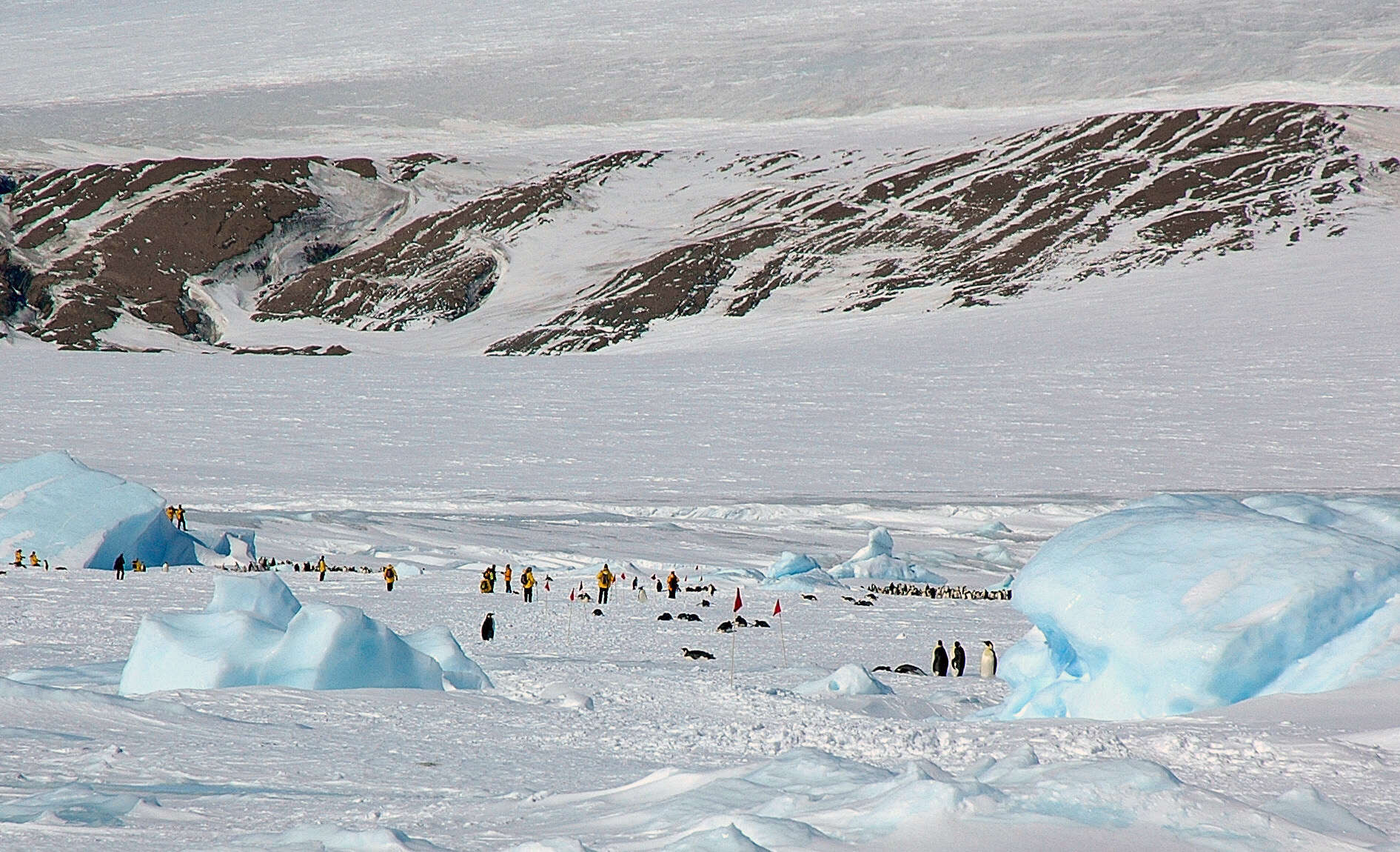 Image of Emperor Penguin