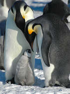 Image of Emperor Penguin