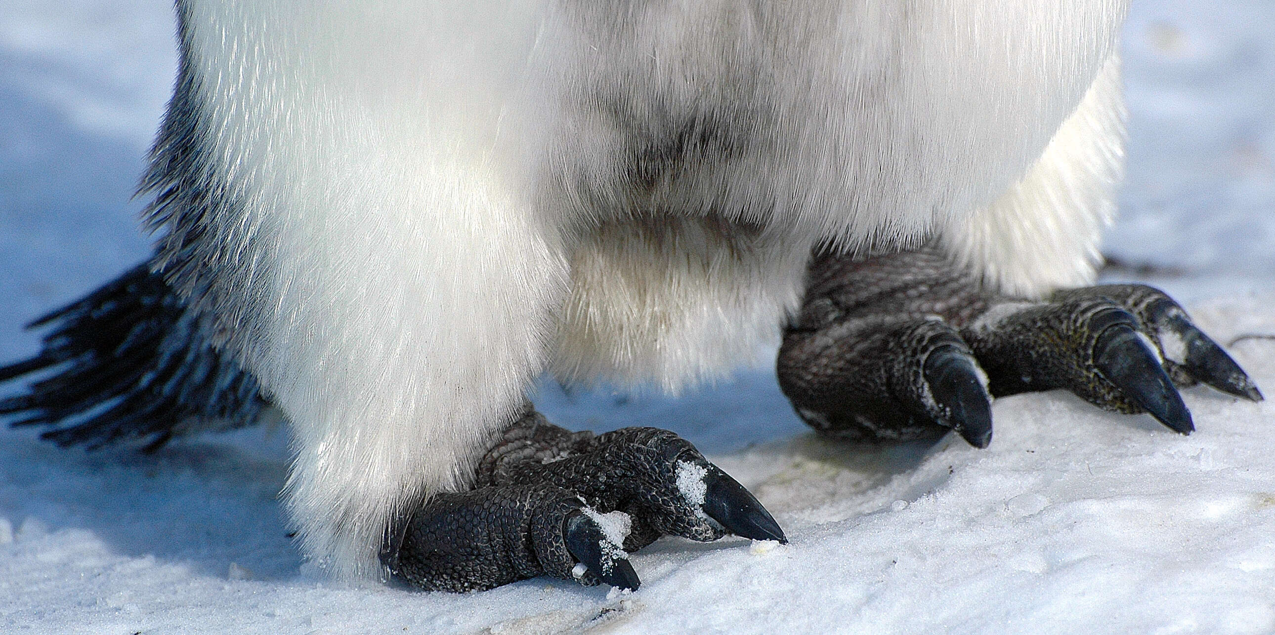 Image of Emperor Penguin