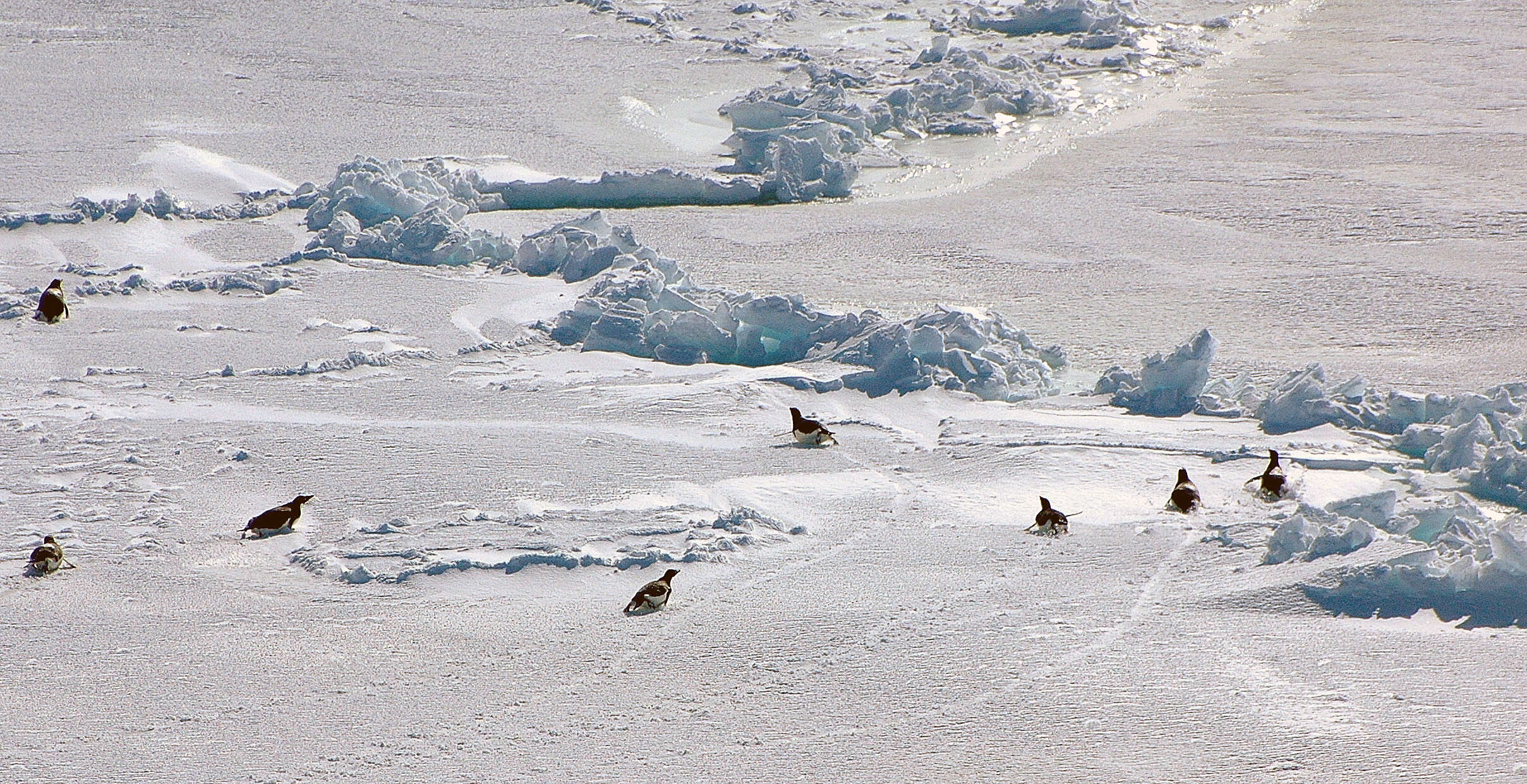 Image of Emperor Penguin