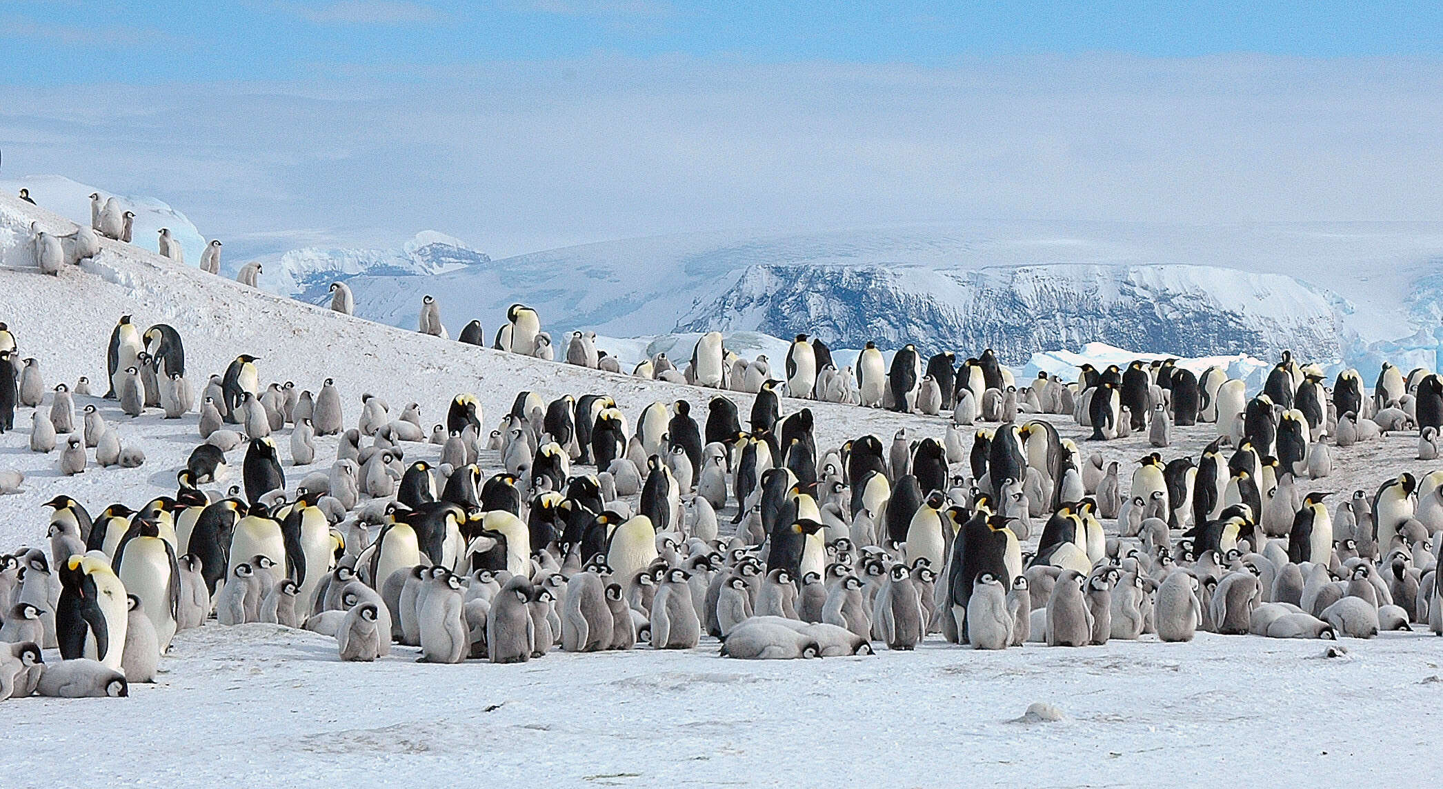 Image of Emperor Penguin