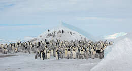 Image of Emperor Penguin