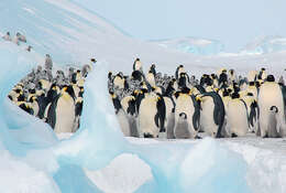 Image of Emperor Penguin