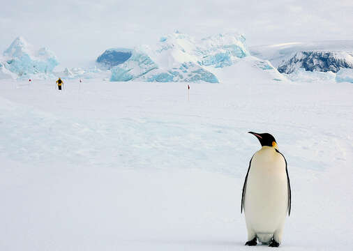 Image of Emperor Penguin