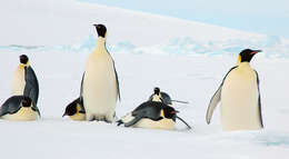 Image of Emperor Penguin