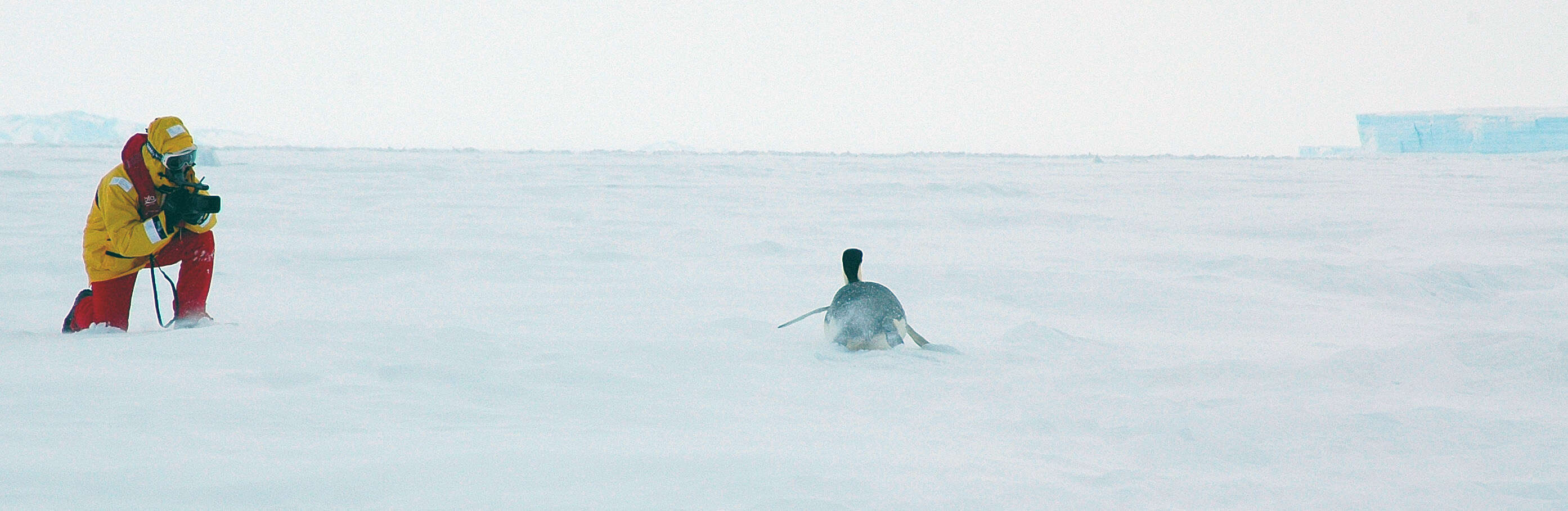 Image of Emperor Penguin